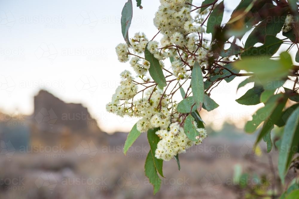 White blossom on a flowering eucalyptus tree - Australian Stock Image
