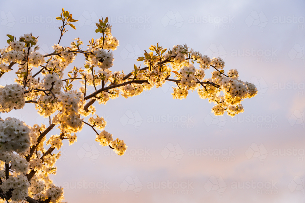 Image of White blossom on a fruit tree backlit by golden light ...