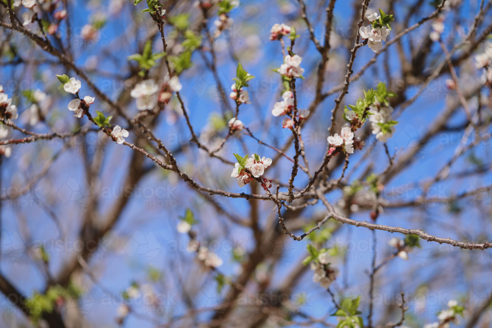 White blossoms bloom on tree branches against a blue sky, signalling spring's arrival - Australian Stock Image