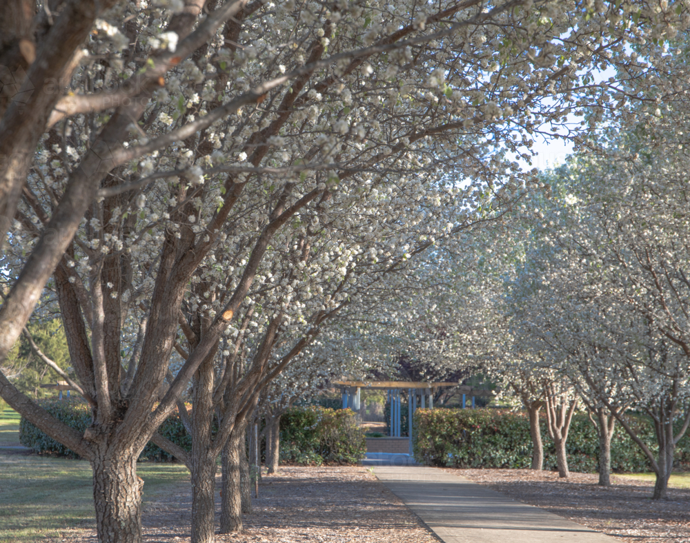 White blossoms lining a country pathway - Australian Stock Image