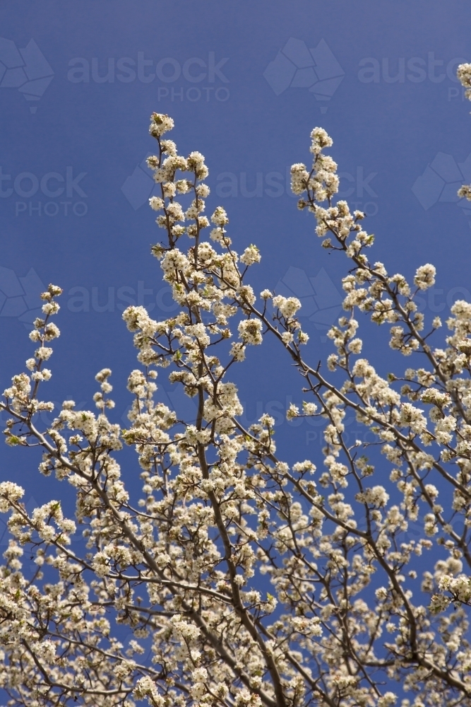White blossoms of a flowering ornamental fruit tree against a blue sky - Australian Stock Image