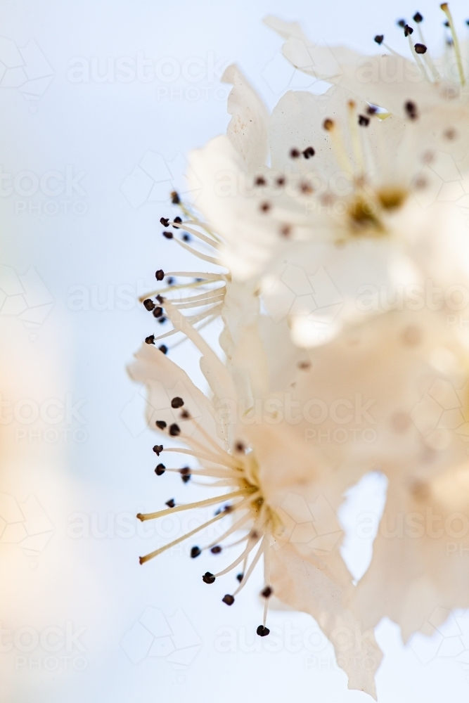 White blossoms on bush with copy space - Australian Stock Image