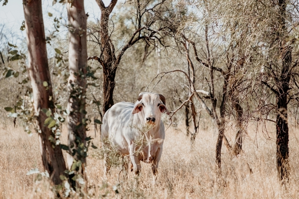 White Brahman cow standing in dry paddock - Australian Stock Image