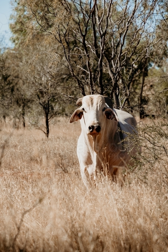 White Brahman cow standing in dry paddock - Australian Stock Image