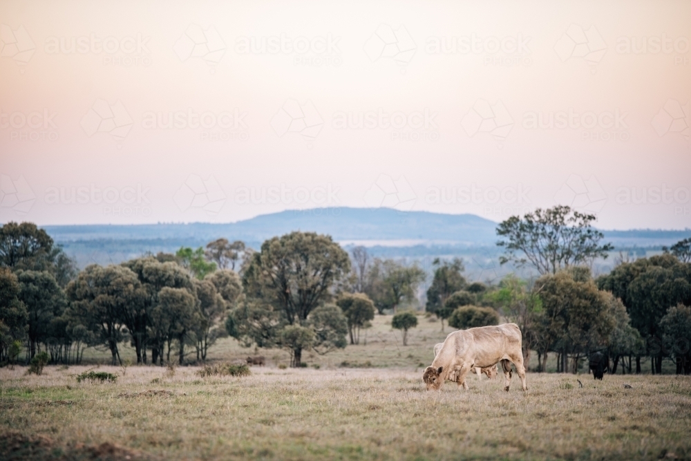 White bull in a picturesque paddock - Australian Stock Image