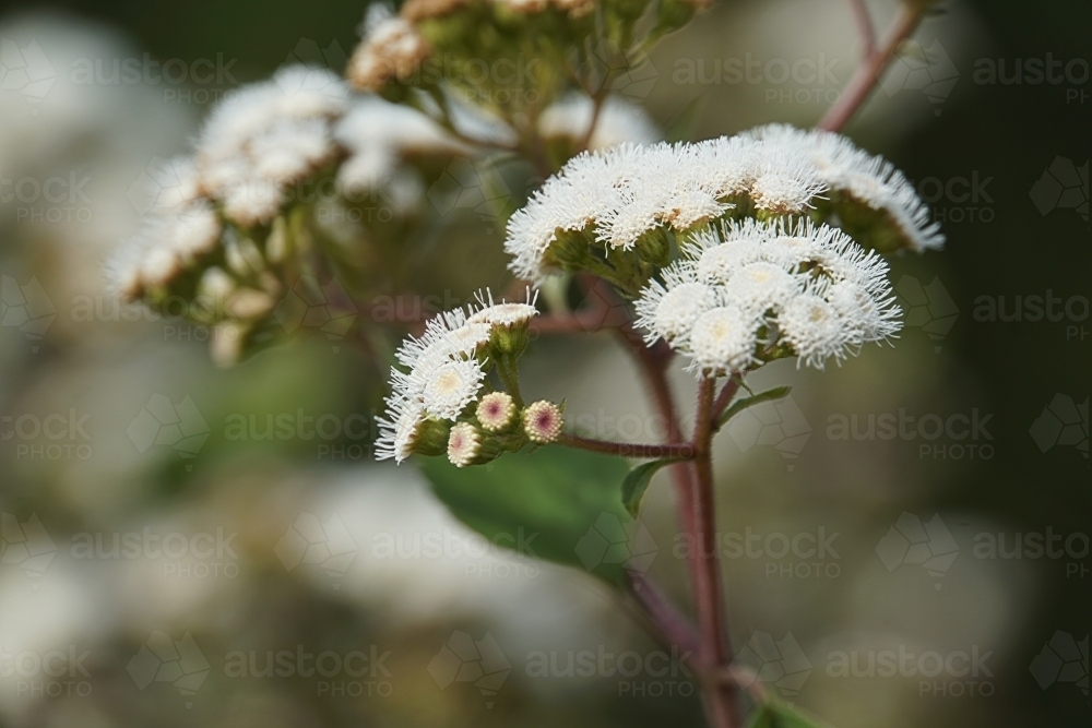 White bush flower - Australian Stock Image