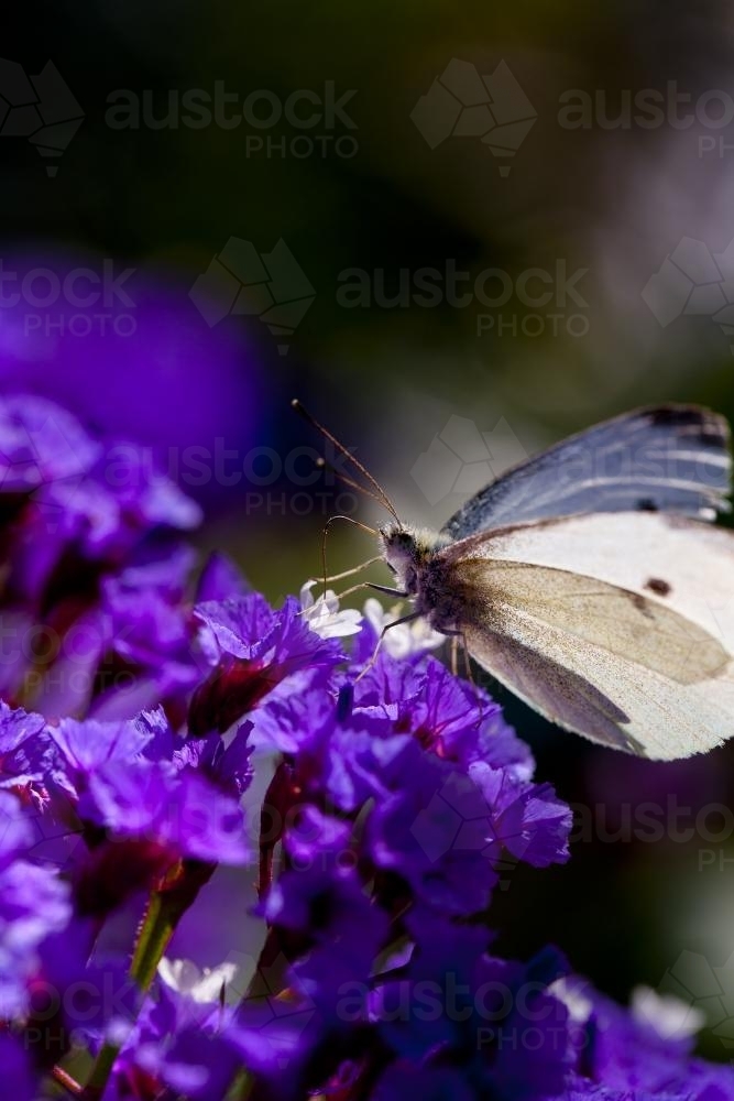 White butterfly on a purple statice flower - Australian Stock Image