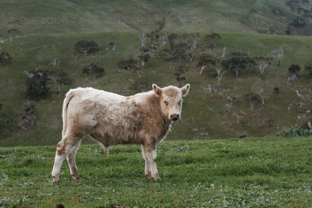 white calf on a field - Australian Stock Image