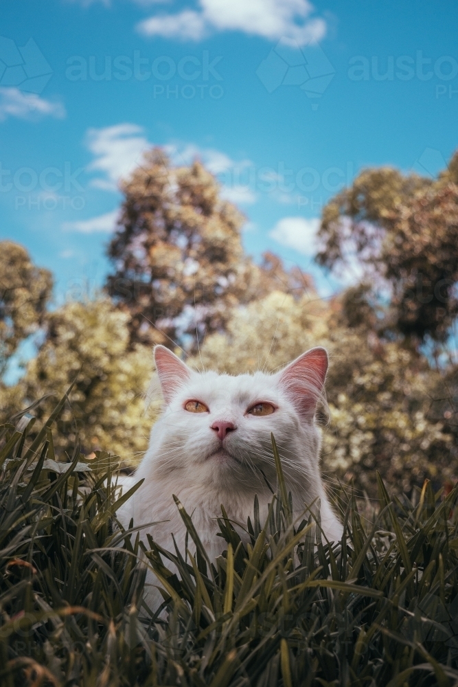 White Cat Laying in Grass on a Sunny Day - Australian Stock Image