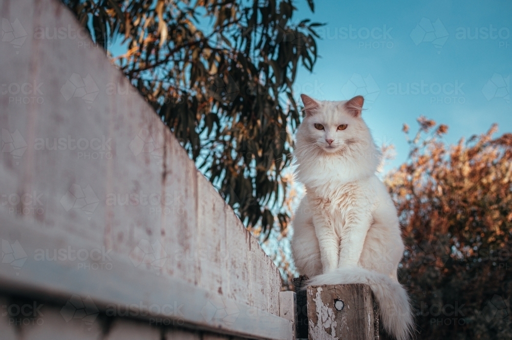 White Cat Sitting on an Old White Fence - Australian Stock Image