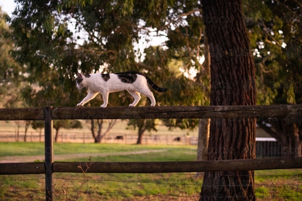 Image of white cat walking on a fence on a farm - Austockphoto