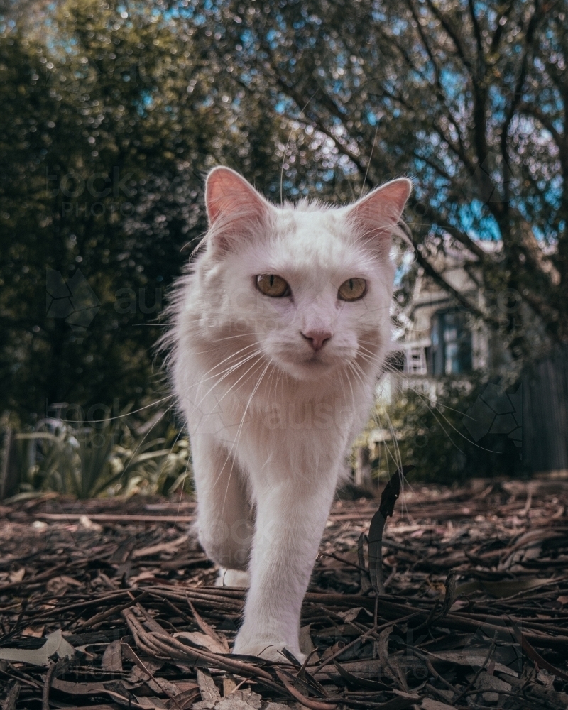 White Cat Walking Through a Backyard Garden - Australian Stock Image