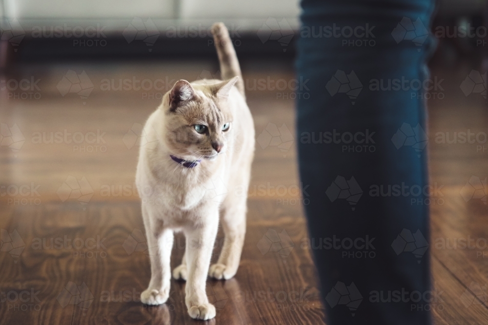 White cat with green eyes standing behind person's leg on wooden floorboards - Australian Stock Image
