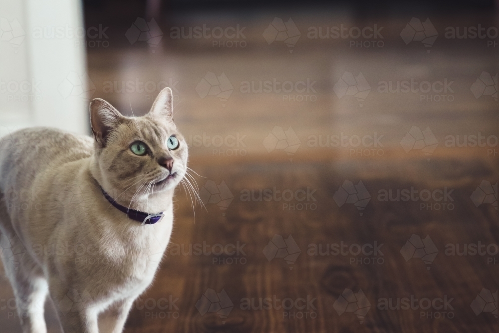 White cat with green eyes standing on wooden floorboards inside - Australian Stock Image