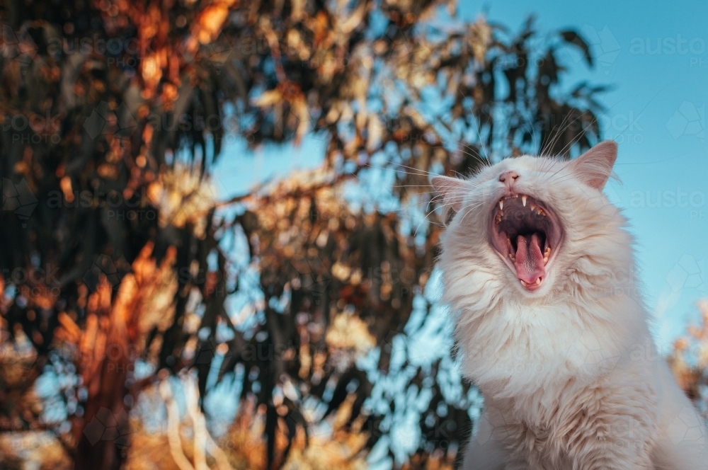 White Cat Yawning and Showing It's Teeth - Australian Stock Image