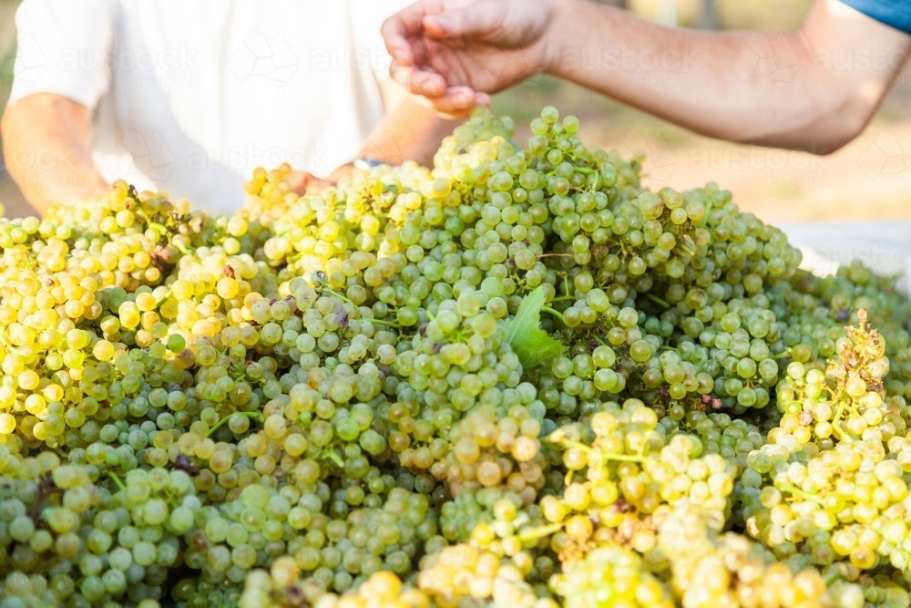 White chardonnay grapes in half ton grape bin - Australian Stock Image