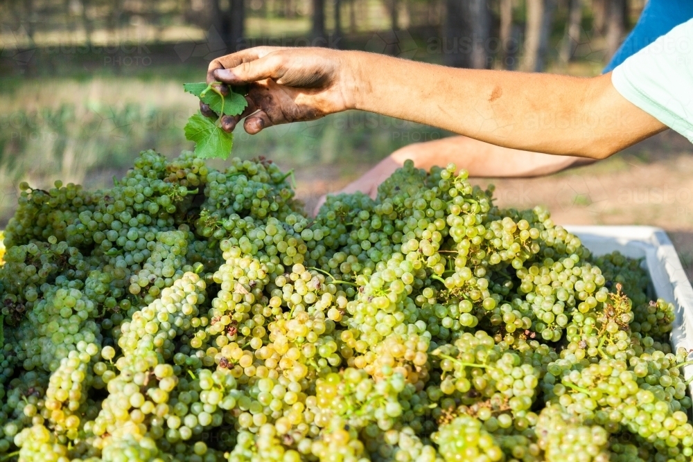 White chardonnay grapes in half ton grape bin - Australian Stock Image