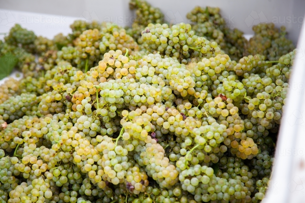 White chardonnay grapes in half ton grape bin - Australian Stock Image