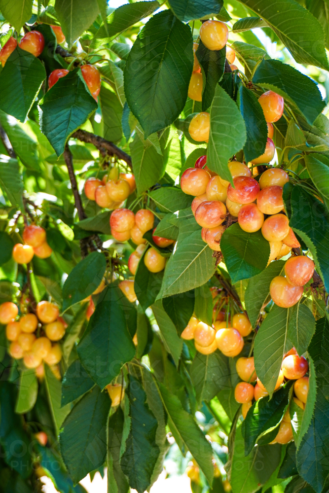 White cherries on a cherry tree - Australian Stock Image