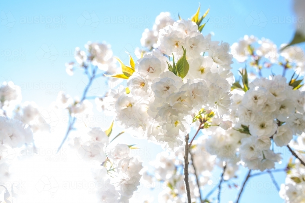 White cherry blossom against a blue sky - Australian Stock Image