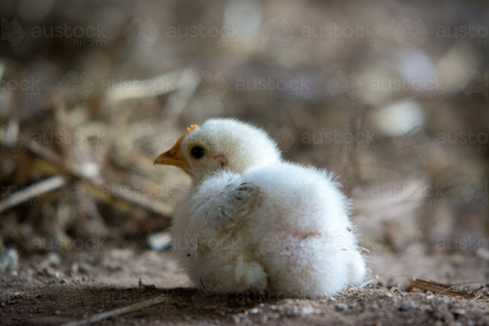 White chick sitting on straw and dirt - Australian Stock Image