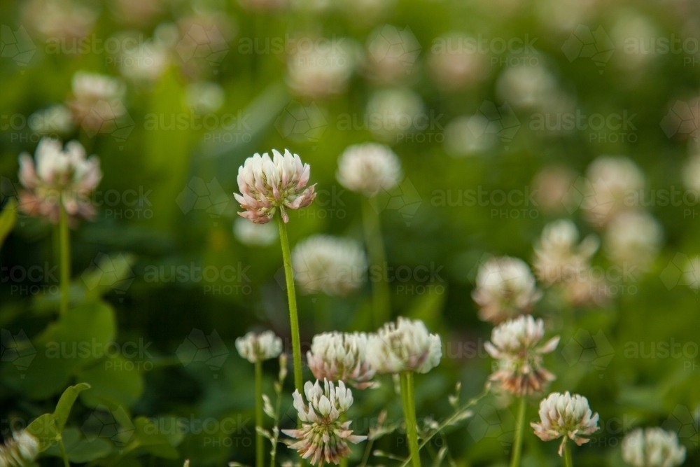 White clover flowers in clover patch - Australian Stock Image
