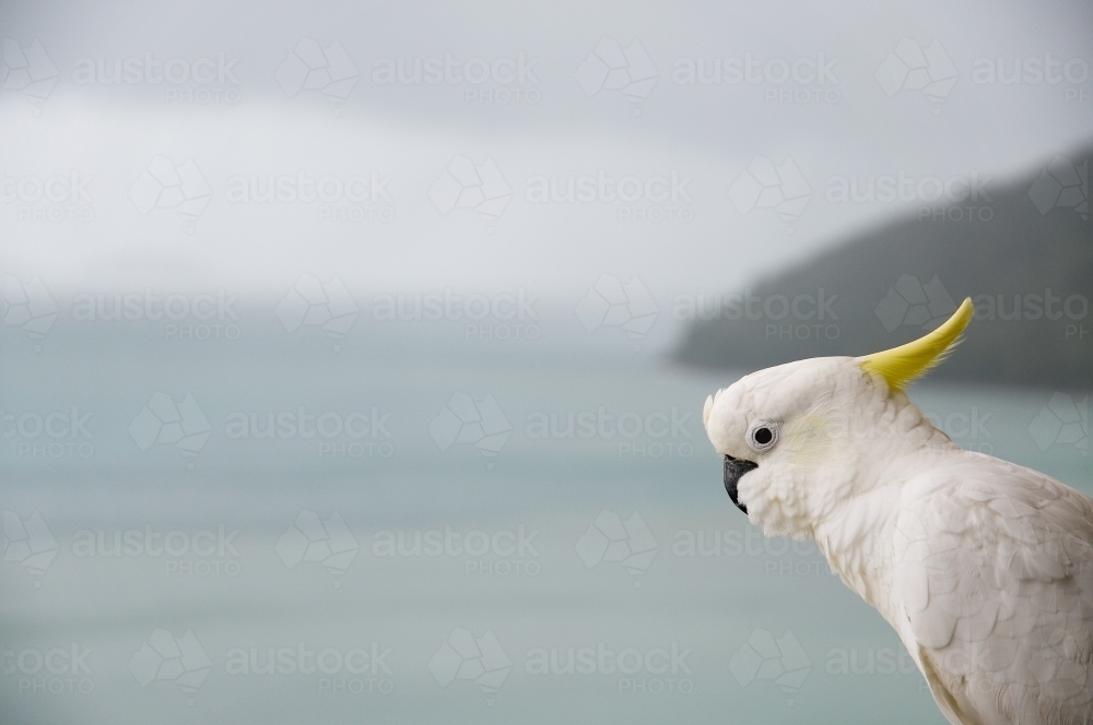 White cockatoo looking out to sea - Australian Stock Image