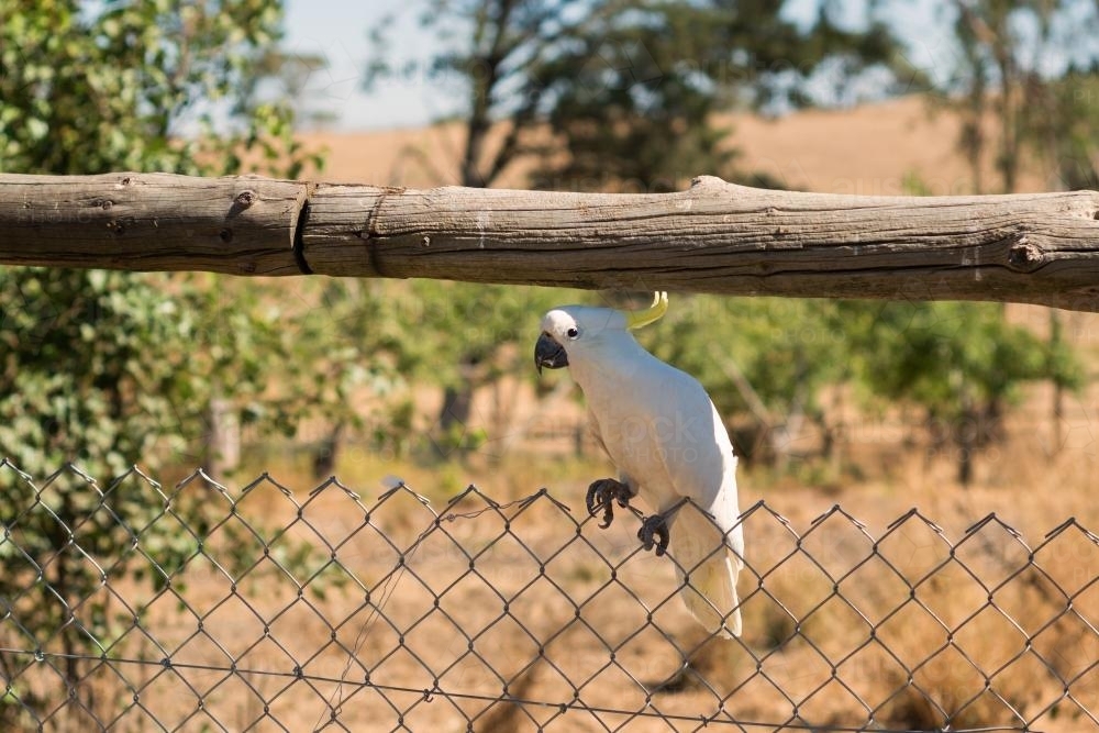 white cockatoo on a fence in the country - Australian Stock Image