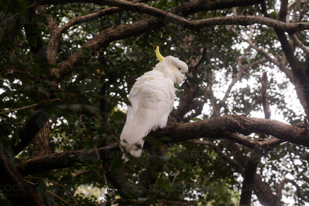 White cockatoo perched on a tree branch - Australian Stock Image