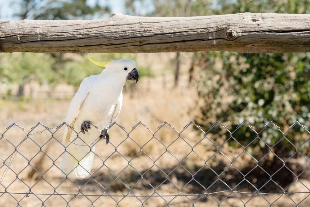 White cockatoo sitting on a fence - Australian Stock Image