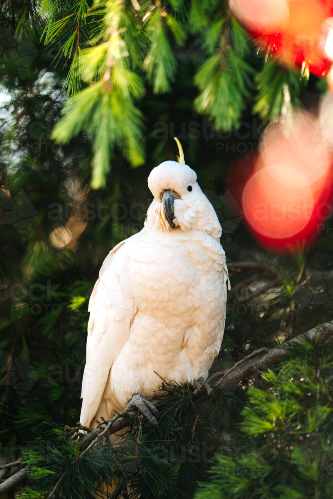 White cockatoo with yellow crest perched on a branch of a tree - sulphur-crested cockatoo - Australian Stock Image
