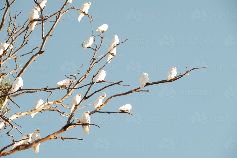 White Corella birds sitting in a tree - Australian Stock Image