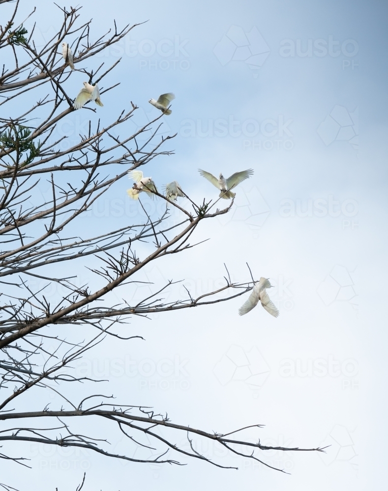 White Corellas on a large pine tree with stripped branches - Australian Stock Image