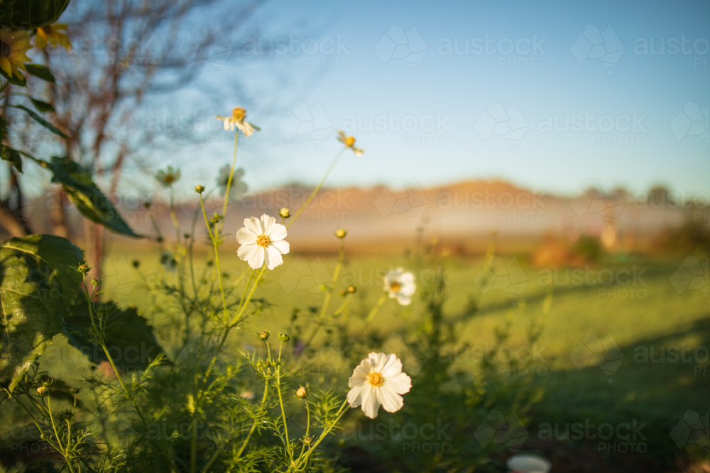 White cosmos flowers illuminated by warm morning sunshine with foggy fields and hills in background - Australian Stock Image