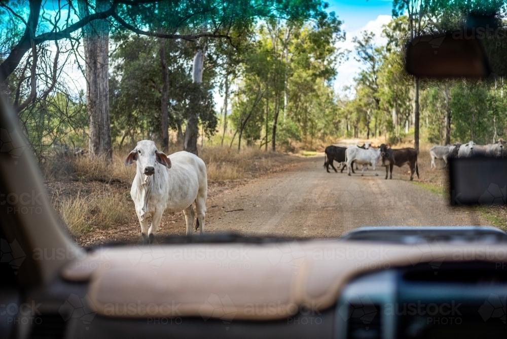 White cow on the dirt road with a herd behind it - Australian Stock Image