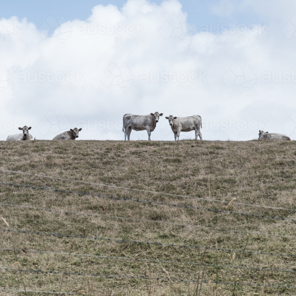 white cows on hillside horizon - Australian Stock Image