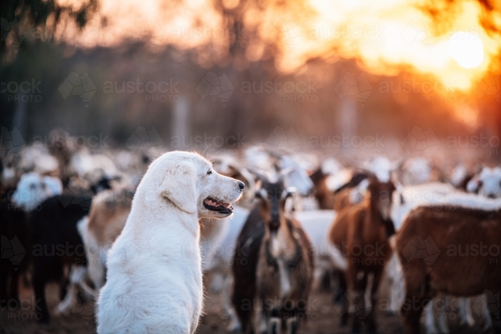 White dog with goats in the background - Australian Stock Image