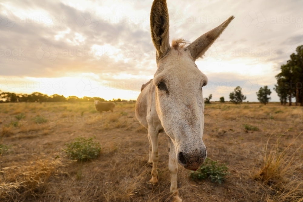 White donkey in a dry field at sunset - Australian Stock Image