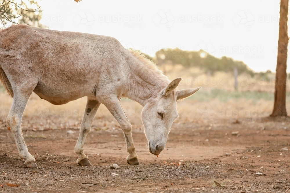 White donkey in a dry field at sunset - Australian Stock Image