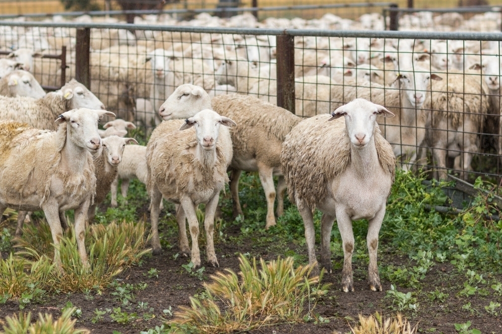 Image of White dorper sheep in