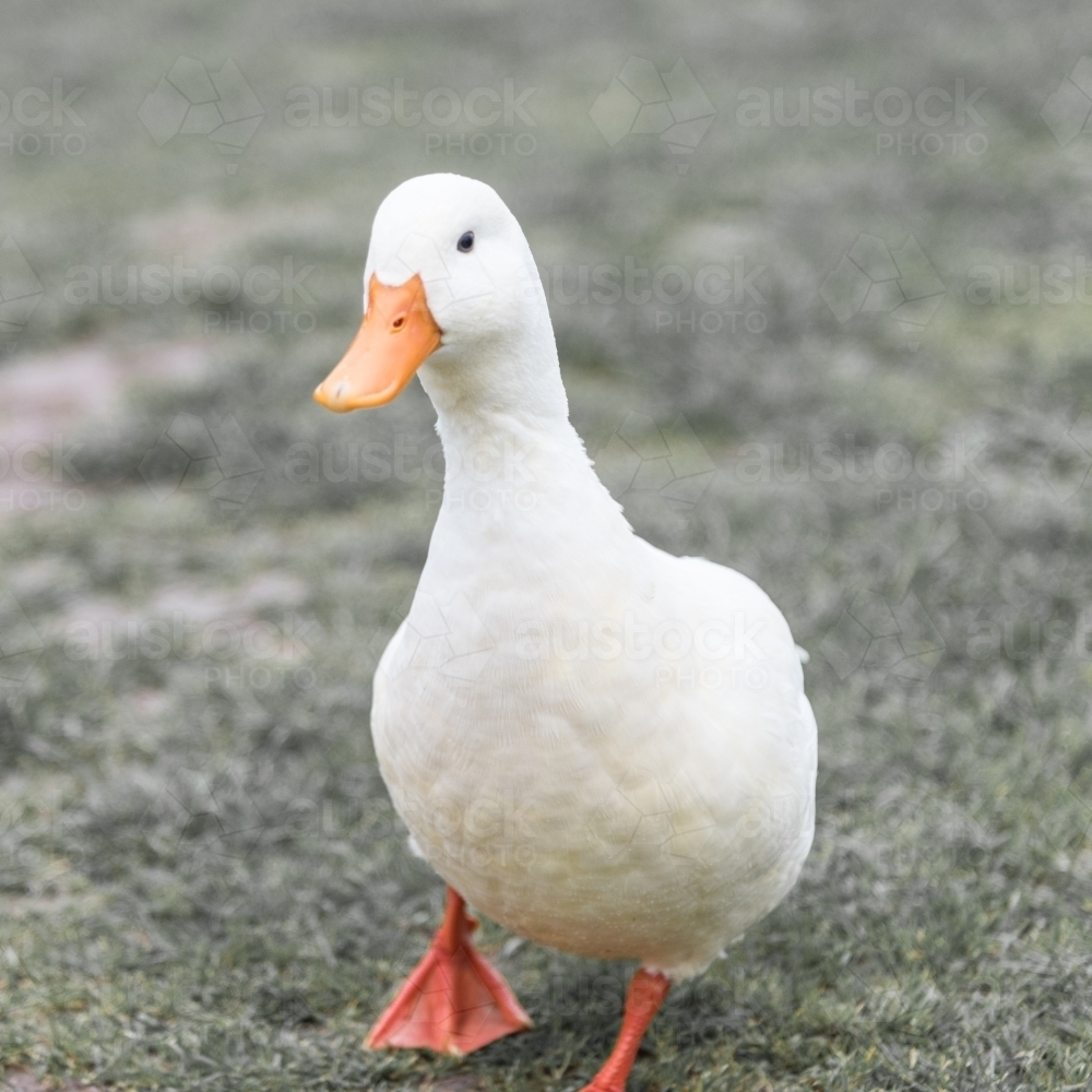 white duck with ornge beak - Australian Stock Image