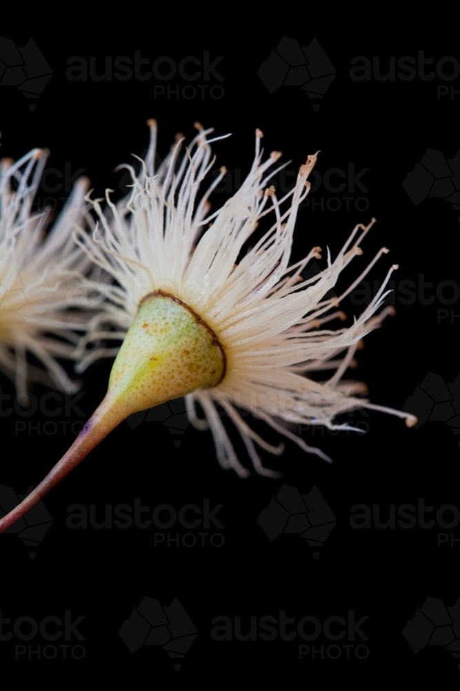 White eucalyptus (gum tree) flowers - Australian Stock Image