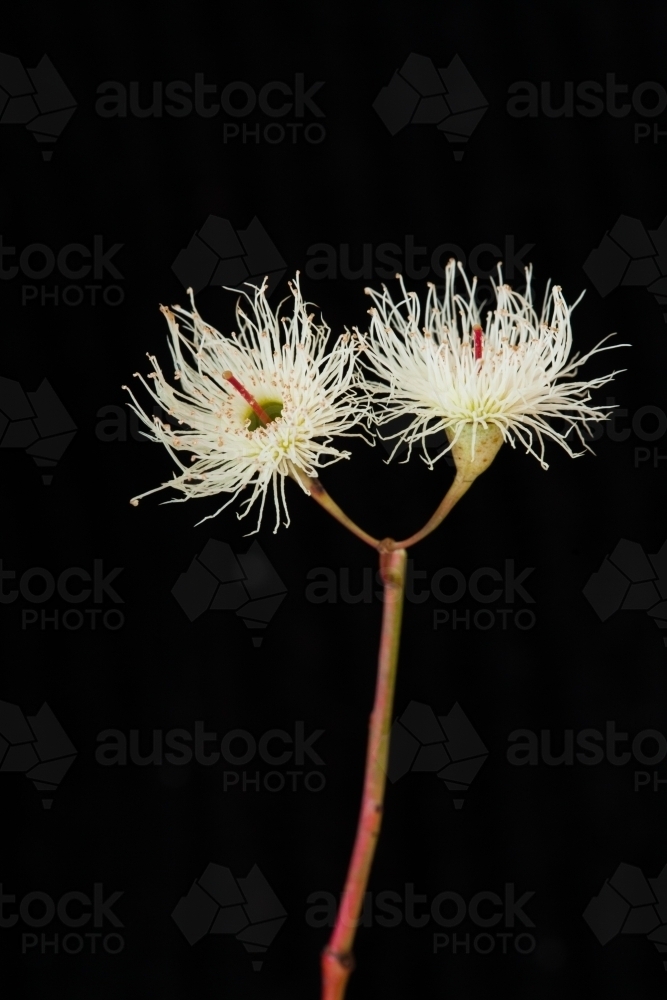 White eucalyptus (gum tree) flowers - Australian Stock Image