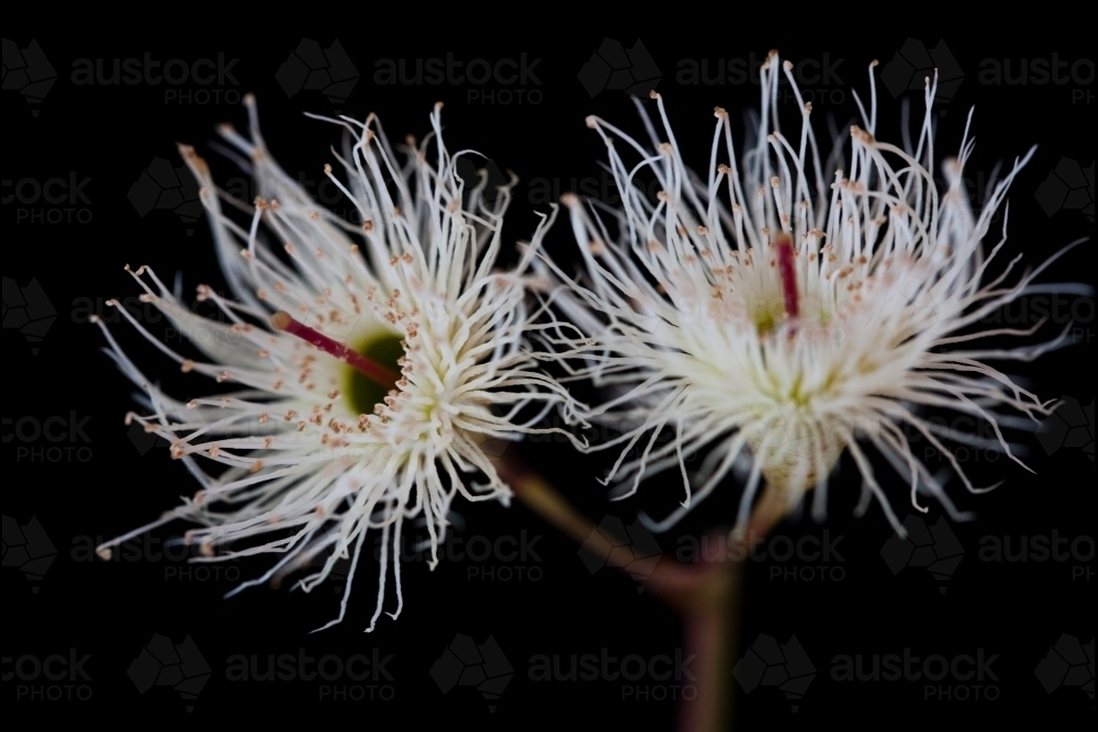 White eucalyptus (gum tree) flowers - Australian Stock Image