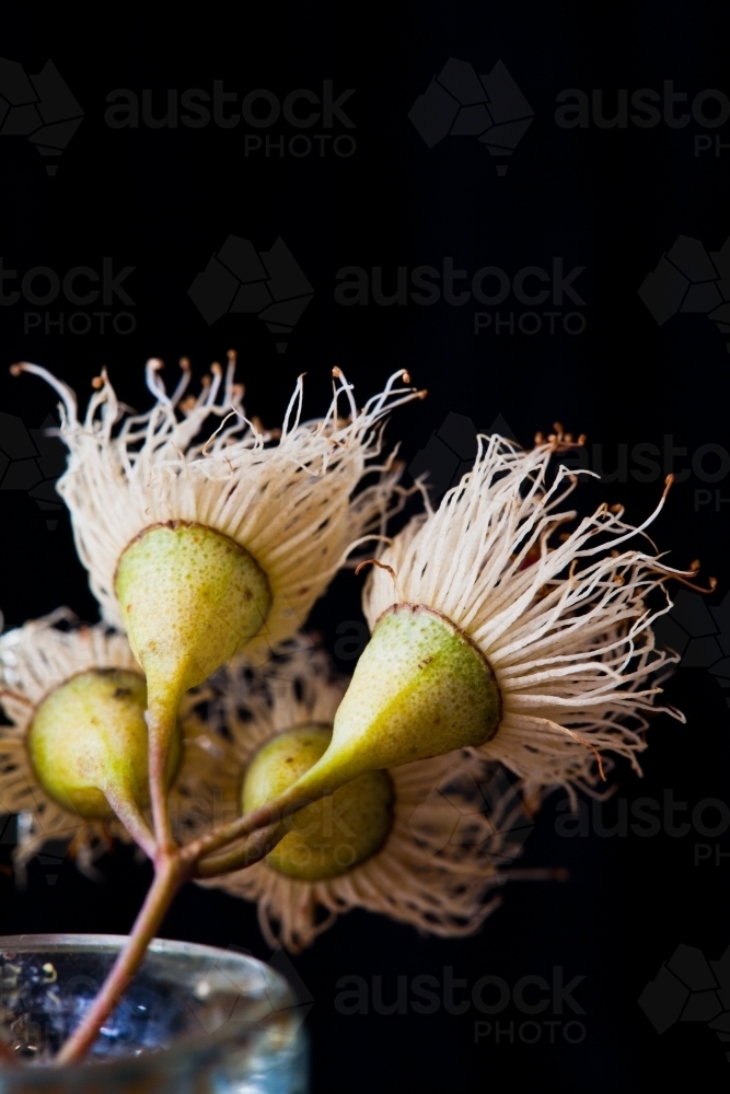 White eucalyptus (gum tree) flowers on black - Australian Stock Image