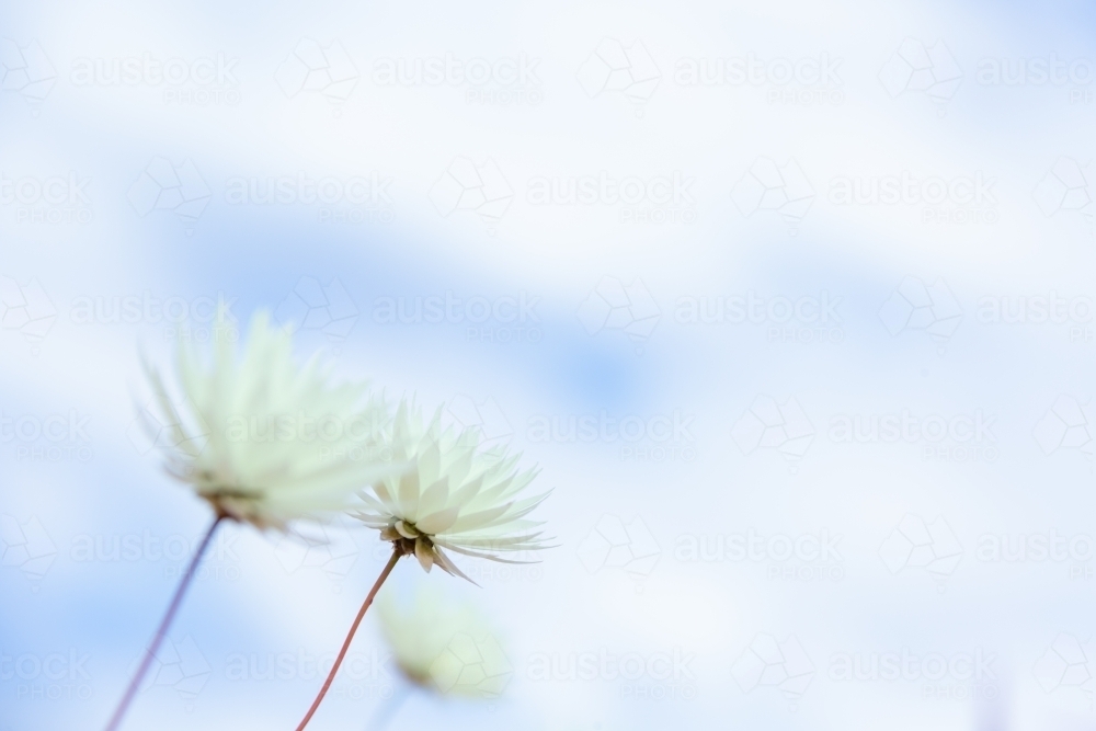 white everlasting daisy flowers from a low angle - Australian Stock Image