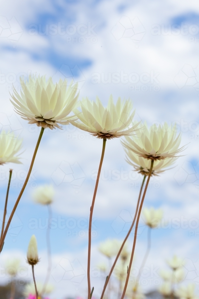 white everlasting wildflowers against a cloudy sky - Australian Stock Image