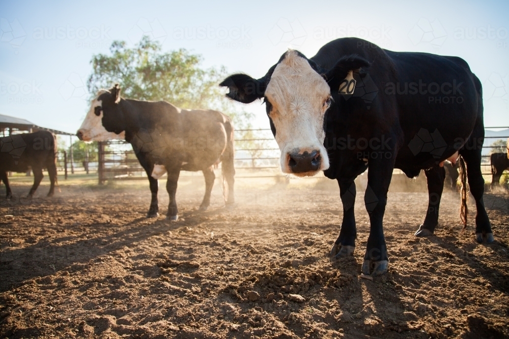 Image of White faced cow stirring up dust in stockyard of Aussie small