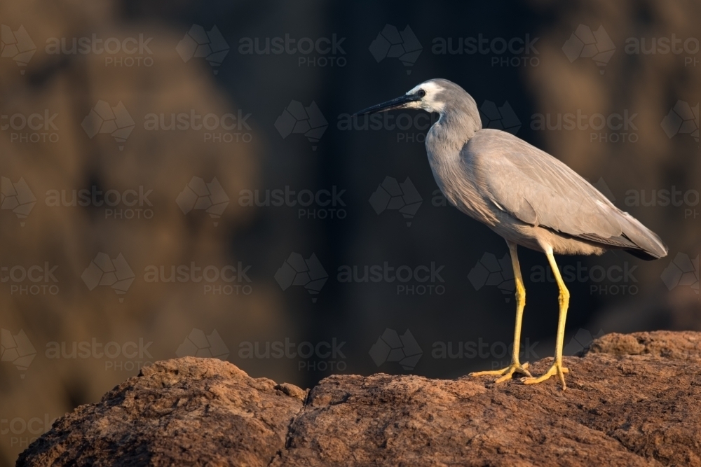 White Faced Heron - Australian Stock Image