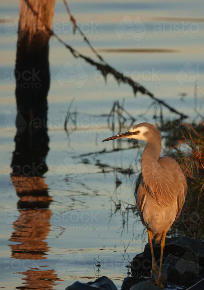 White-faced Heron - Australian Stock Image